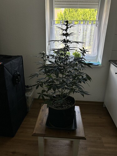 Growreport Bild 1