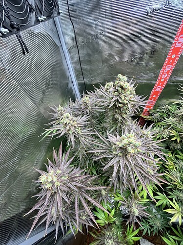 Eine blühende Cannabispflanze in einem Growzelt mit reflektierenden Wänden und einem Maßband.