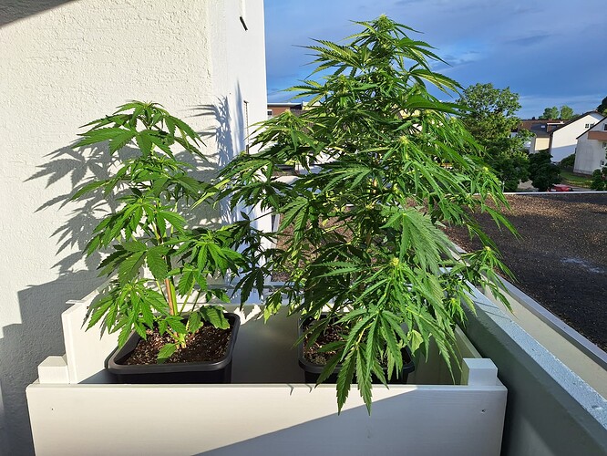 Growreport Bild 8