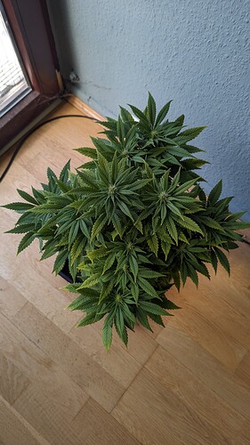 PXL_20240314_125459767