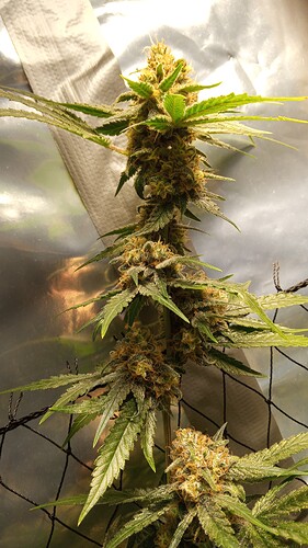 Growreport Bild 3