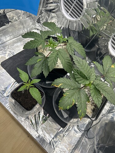 IMG_E8F5C97F-2678-4BE7-A2A8-2B7B33D79FDE