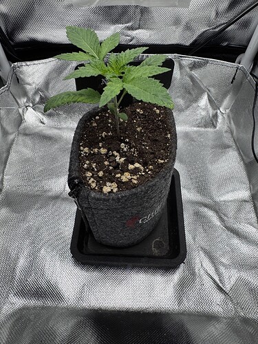 Growreport Bild 34