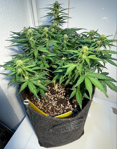 White Widow_1