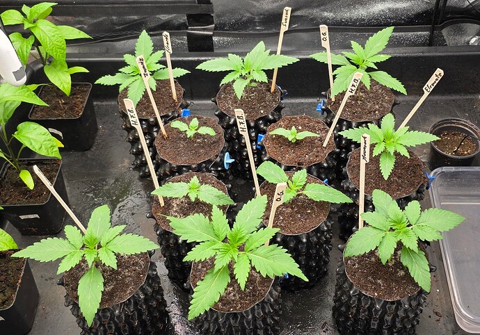 Growreport Bild 1