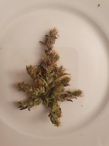 Growreport Bild 10