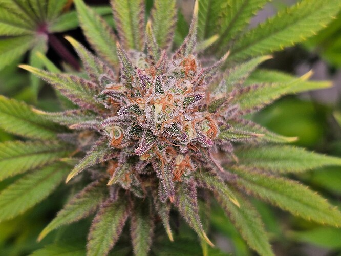 Growreport Bild 3