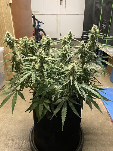 Growreport Bild 33