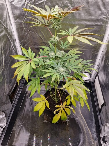 Eine einzelne Cannabis-Pflanze in der Blütephase, die in einem Zelt wächst. Die Pflanze hat breite, grüne Blätter, einige davon zeigen Anzeichen von Vergilbung, besonders an den unteren Blättern. Die oberen Blätter sind dunkler und zeigen rötliche Stiele. Die Pflanze hat bereits deutliche Blütenstände entwickelt.