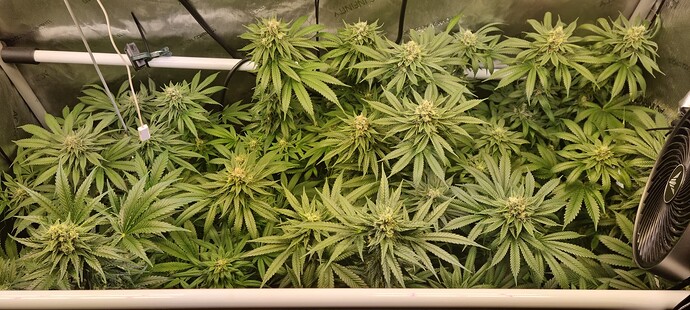 Growreport Bild 9