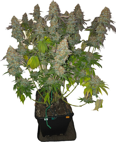 Growreport Bild 14