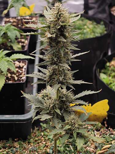 Growreport Bild 7