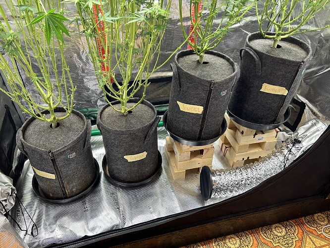 Vier Cannabis-Pflanzen in grauen Stofftöpfen in einem Growzelt, beschriftet mit 'Ganja' und 'Sweet'.