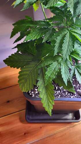 Growreport Bild 34