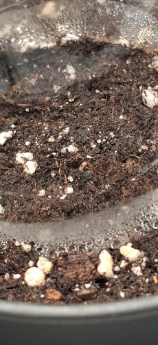 Growreport Bild 3