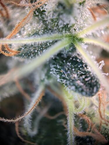 AGC_20240808_193105466.jpg_compressed