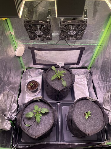 Growreport Bild 2
