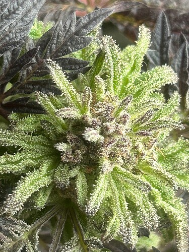 Growreport Bild 29