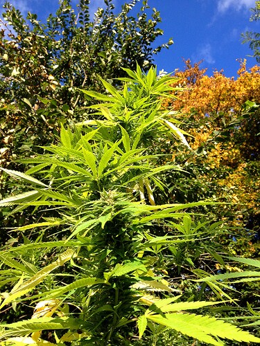 Grow25_1018_MexicanErnte_03