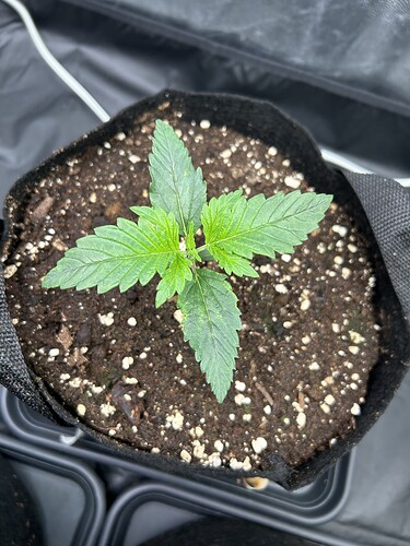 Growreport Bild 2
