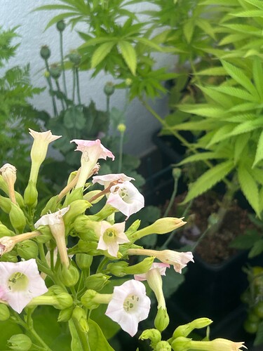 Growreport Bild 65