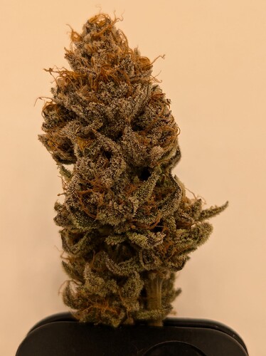 PXL_20240811_092744065