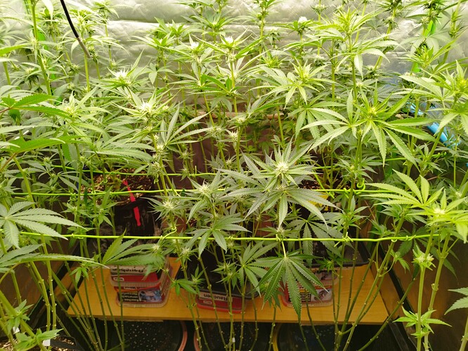 Mehrere Cannabispflanzen in der Blütephase, die an einem grünen Drahtgitter befestigt sind.