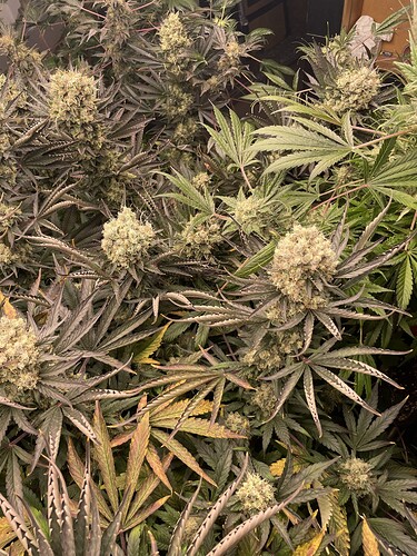 Growreport Bild 5