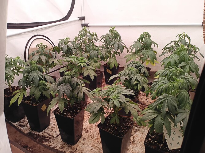 Growreport Bild 1