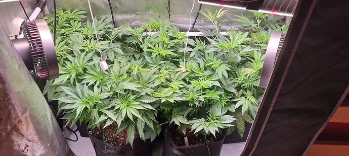 Growreport Bild 25