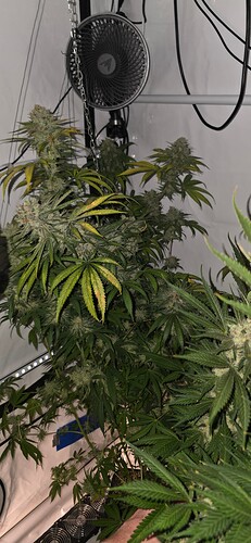 Growreport Bild 41