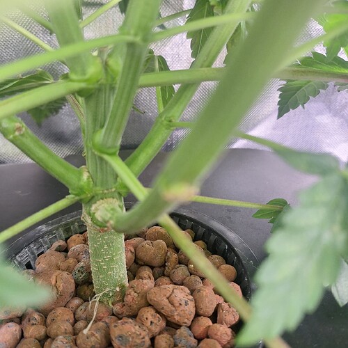 Nahaufnahme des Stammes einer Cannabispflanze im Wuchs, mit mehreren Verzweigungen und Tonkügelchen als Substrat.