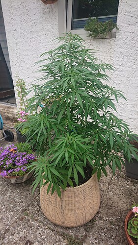 Growreport Bild 31