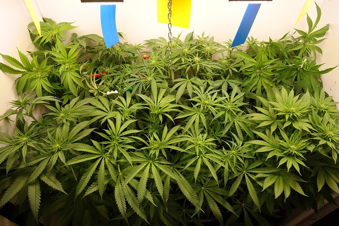Growreport Bild 3