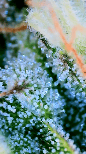 Growreport Bild 12