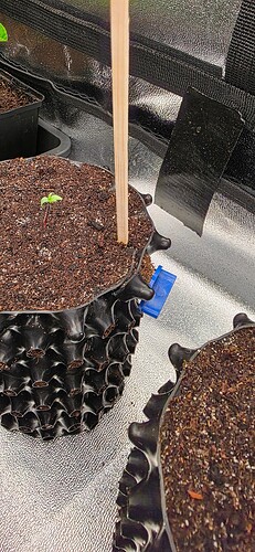 Growreport Bild 29