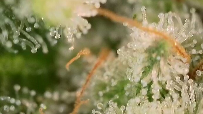 Growreport Bild 48