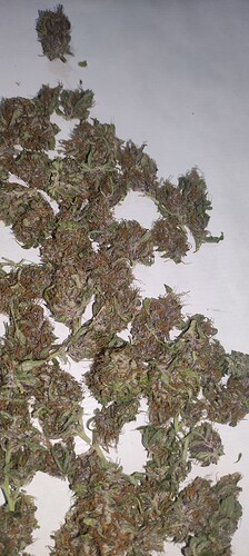 Growreport Bild 5