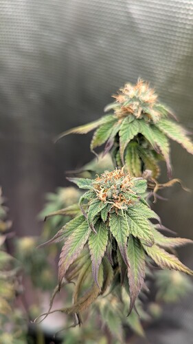 Growreport Bild 5