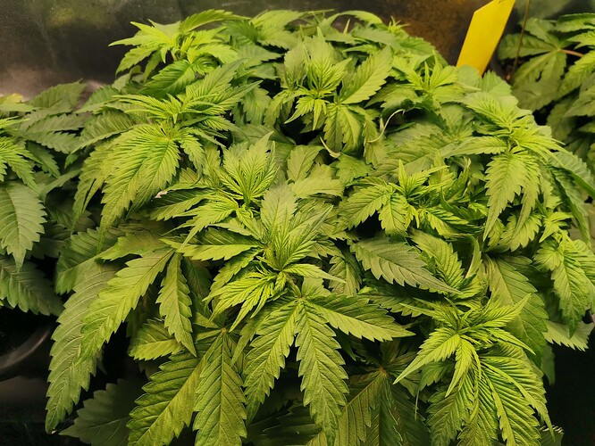 Mix grow,BT6 (1)