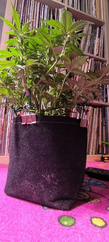 Growreport Bild 7