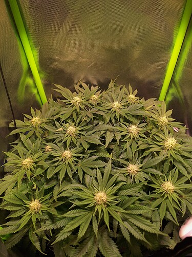 Growreport Bild 3