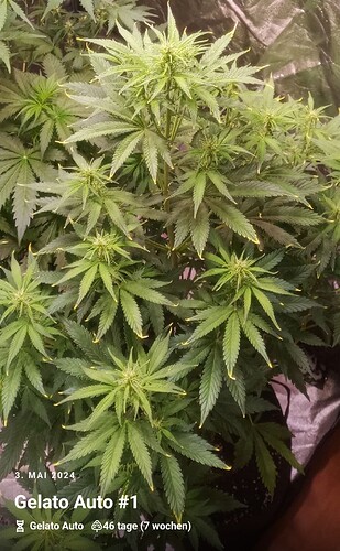 Screenshot_20240506-180921_Jane