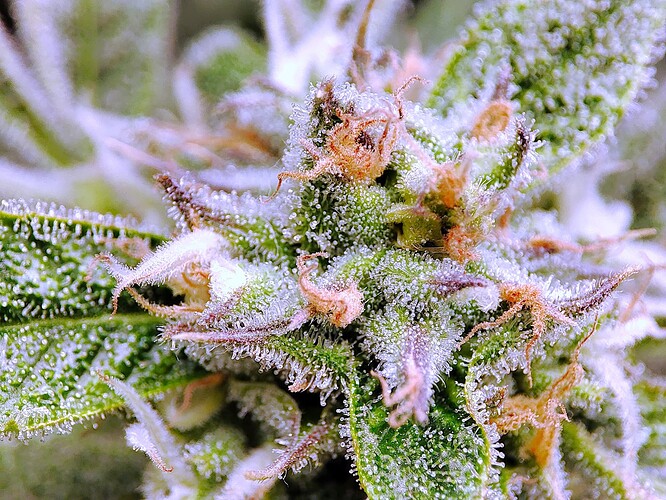 Growreport Bild 34