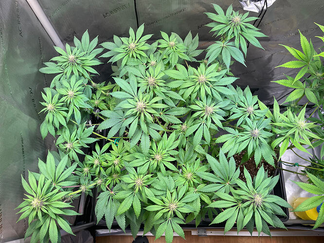Growreport Bild 41