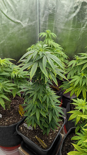 Growreport Bild 7