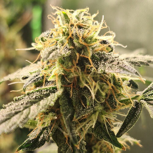 Growreport Bild 7