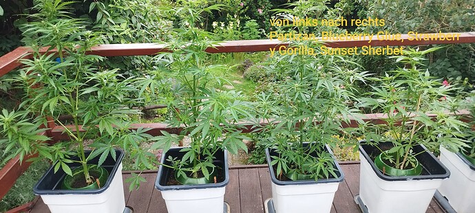Growreport Bild 1