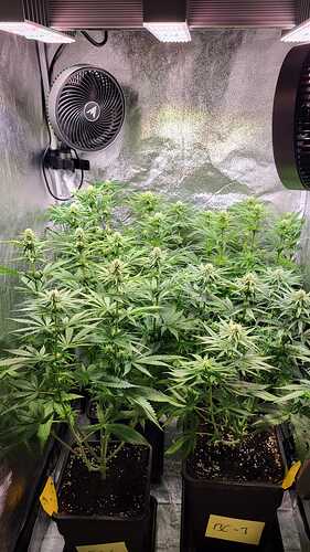 Growreport Bild 3