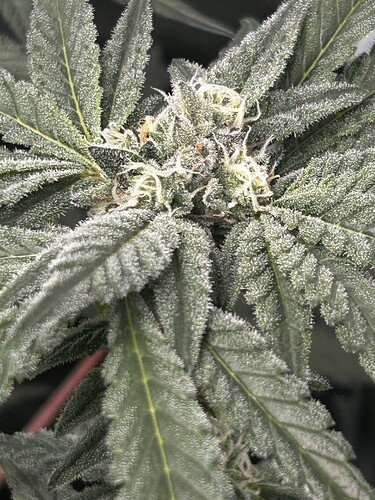 Growreport Bild 14